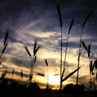 Sonnenuntergang auf dem Feld