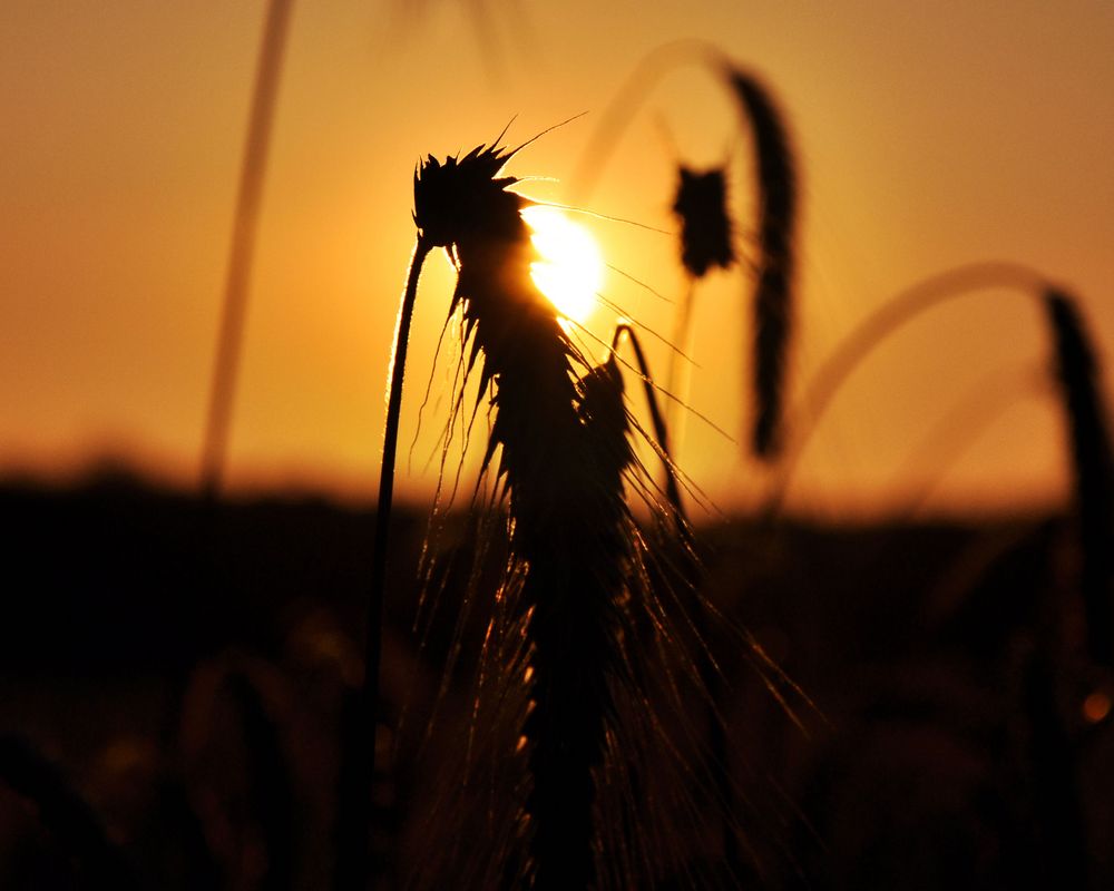 Sonnenuntergang auf dem Feld