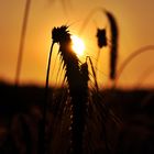 Sonnenuntergang auf dem Feld