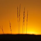 Sonnenuntergang auf dem Feld