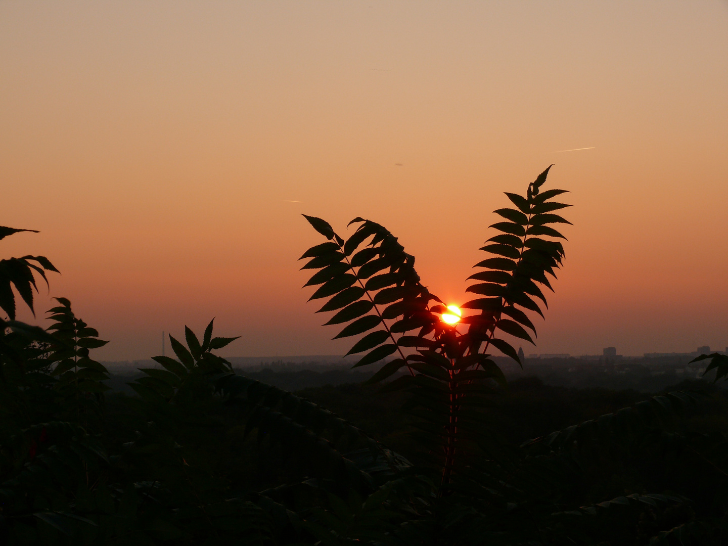 Sonnenuntergang auf dem Fockeberg