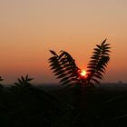 Sonnenuntergang auf dem Fockeberg