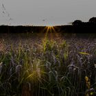 Sonnenuntergang auf dem Land