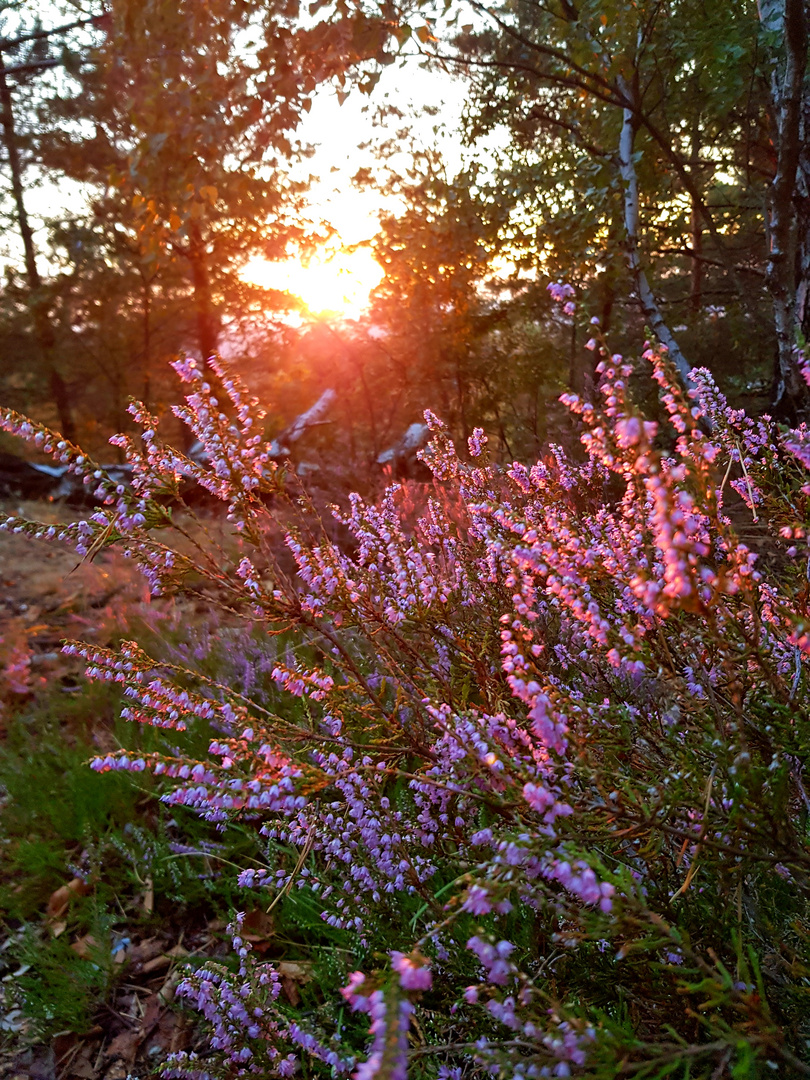 Sonnenuntergang auf dem Lilienstein