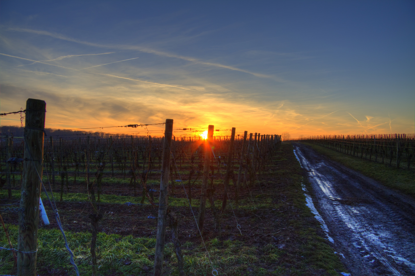 Sonnenuntergang auf dem Weinberg