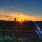 Sonnenuntergang auf dem Weinberg