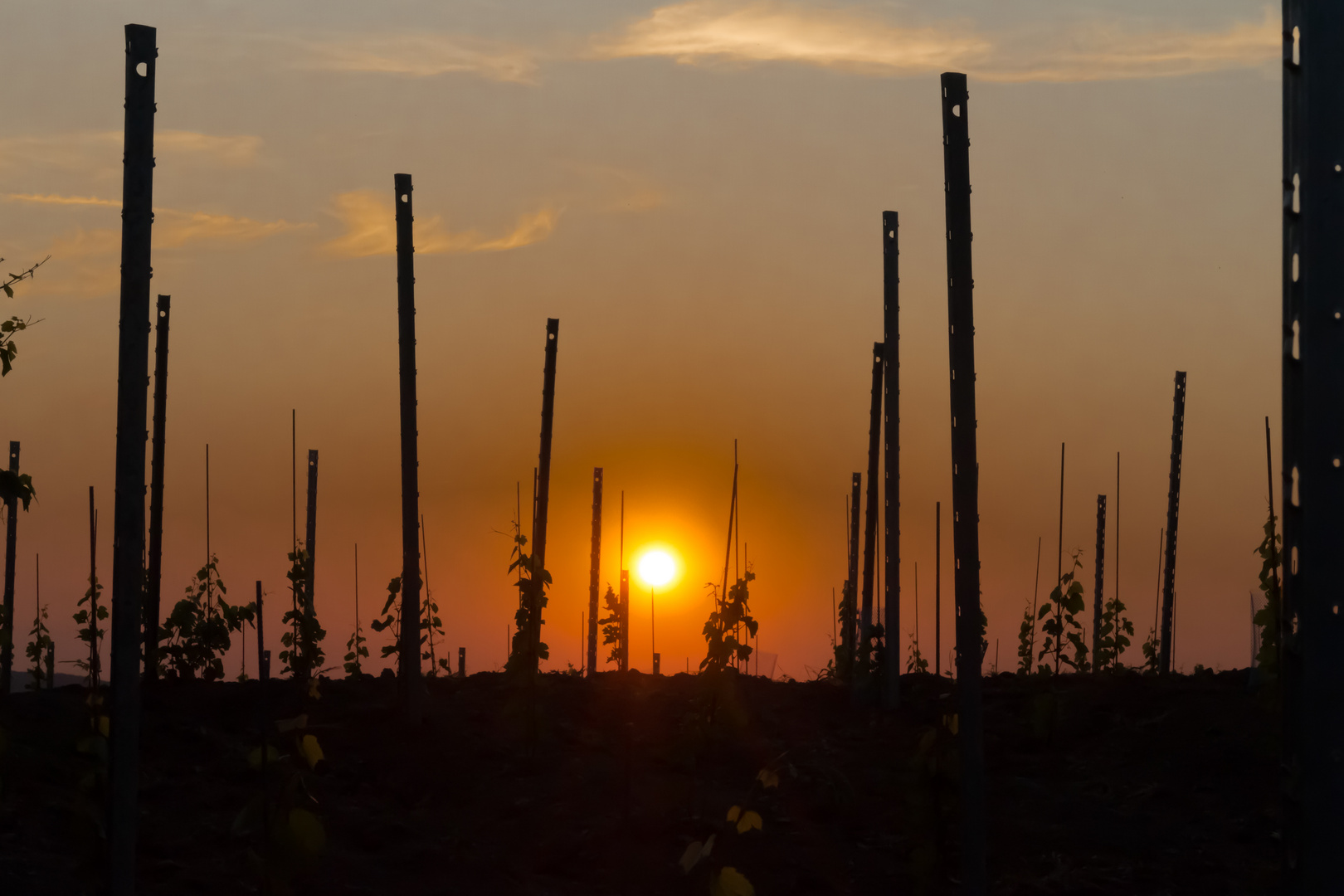 Sonnenuntergang auf dem Weinberg