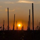 Sonnenuntergang auf dem Weinberg