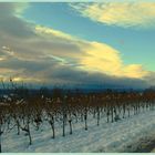 Sonnenuntergang auf den Weinbergen 