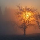 Sonnenuntergang auf der Felsenegg