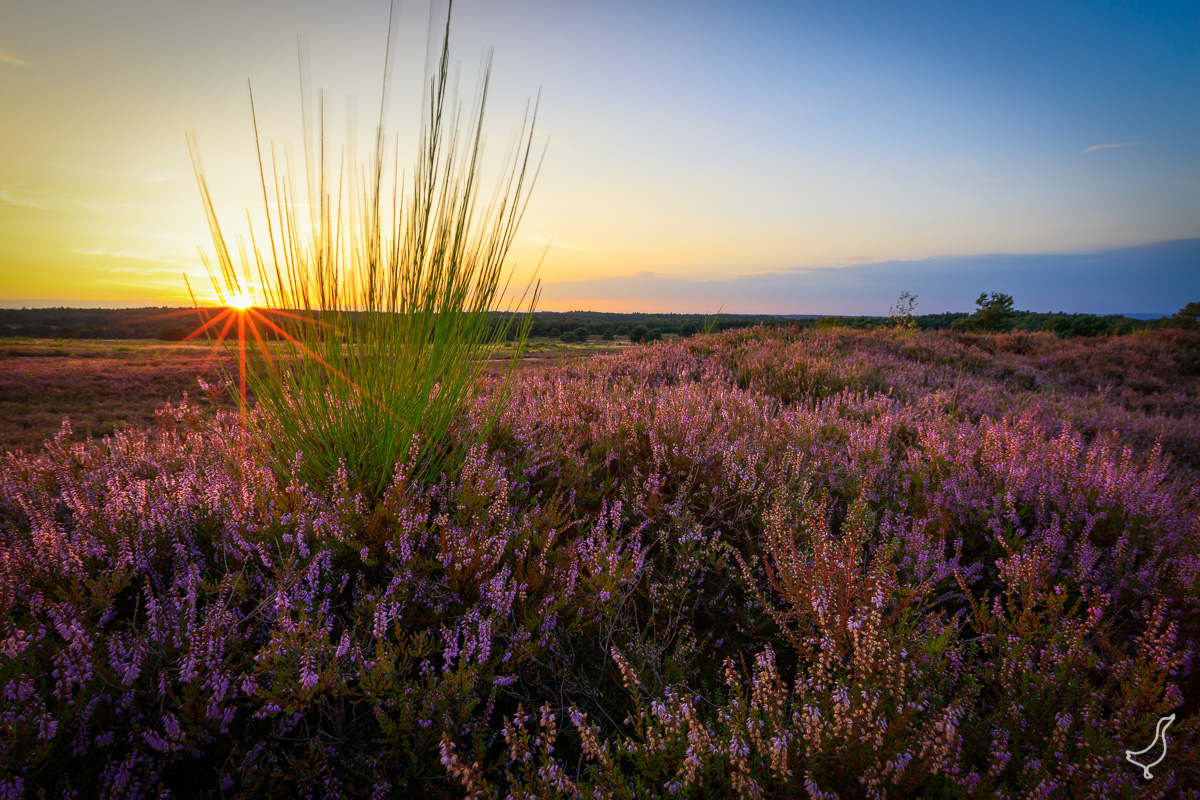 Sonnenuntergang auf der Heide