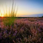 Sonnenuntergang auf der Heide