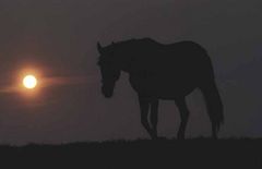 Sonnenuntergang auf der Pferdekoppel