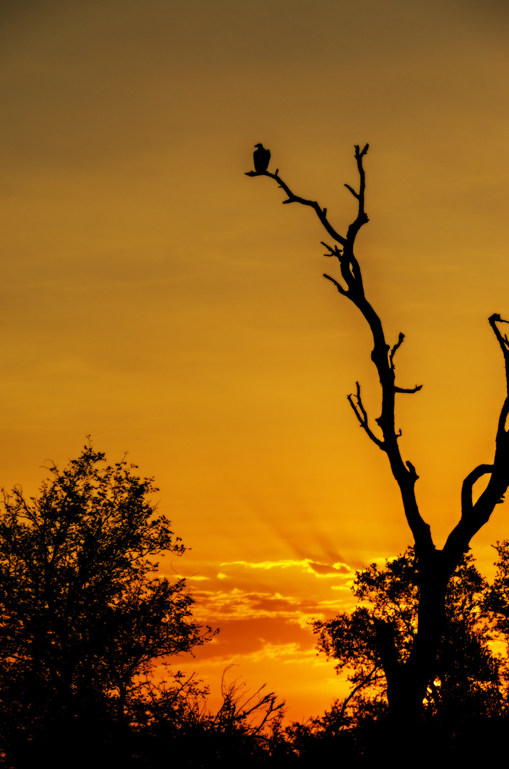 Sonnenuntergang auf der S 100