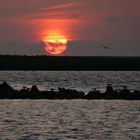 Sonnenuntergang auf der Vogelinsel Kreupel