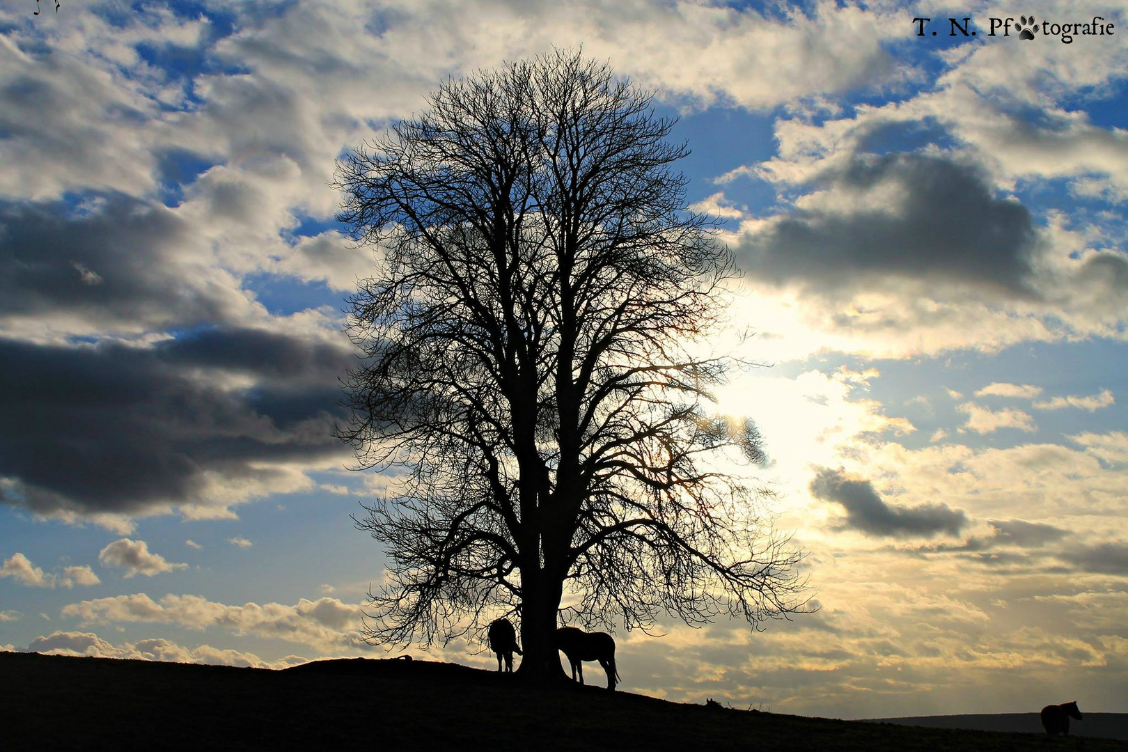 Sonnenuntergang auf der Weide