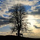 Sonnenuntergang auf der Weide