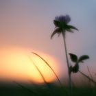 Sonnenuntergang auf der Wiese