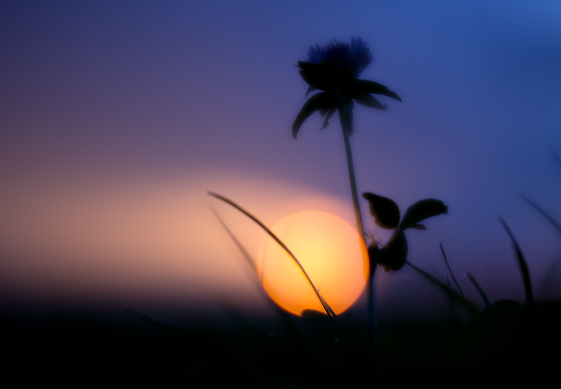 Sonnenuntergang auf der Wiese