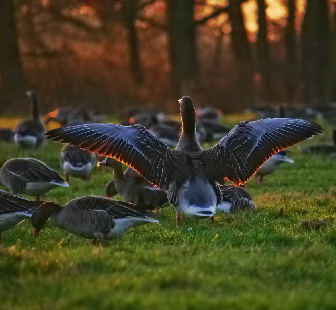 Sonnenuntergang auf der Wildgänsewiese