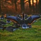 Sonnenuntergang auf der Wildgänsewiese