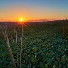 Sonnenuntergang auf einem Feld