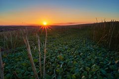 Sonnenuntergang auf einem Feld