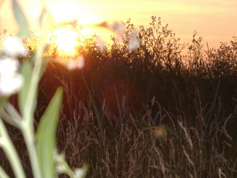 Sonnenuntergang auf Fehmarn