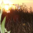 Sonnenuntergang auf Fehmarn