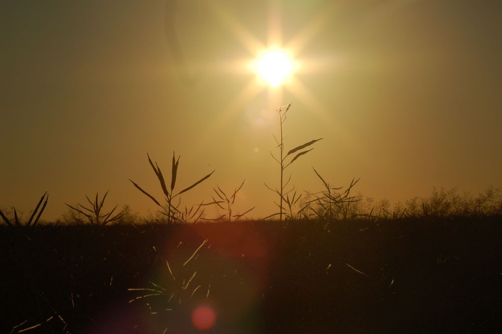 Sonnenuntergang auf Fehmarn