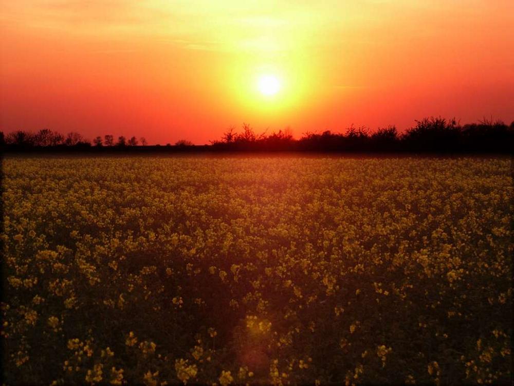 Sonnenuntergang auf Fehmarn