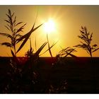 Sonnenuntergang auf Föhr