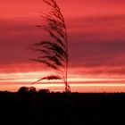 Sonnenuntergang auf Föhr 