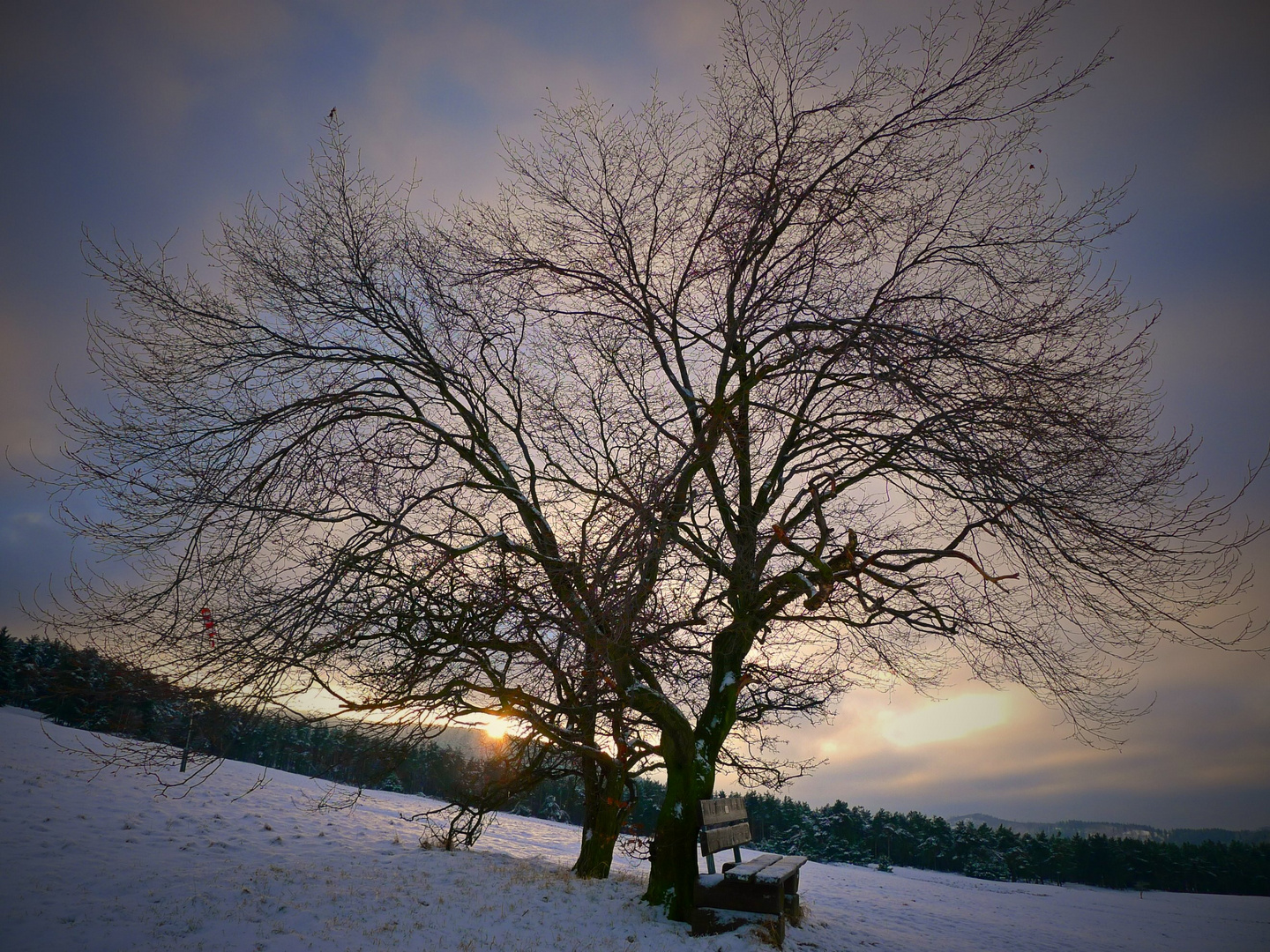 Sonnenuntergang auf Goslars Bergwiesen