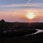 Sonnenuntergang auf Hallig Hooge ...