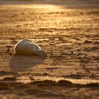 Sonnenuntergang auf Helgoland