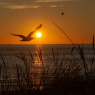 Sonnenuntergang auf Norderney (Möwen-Photobomb)