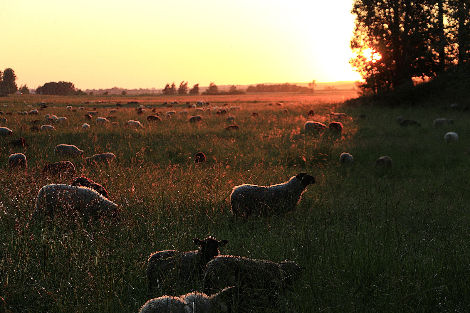 Sonnenuntergang auf Rügen