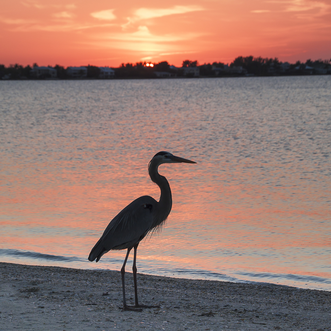 Sonnenuntergang auf Sanibel