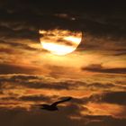 Sonnenuntergang auf Sylt