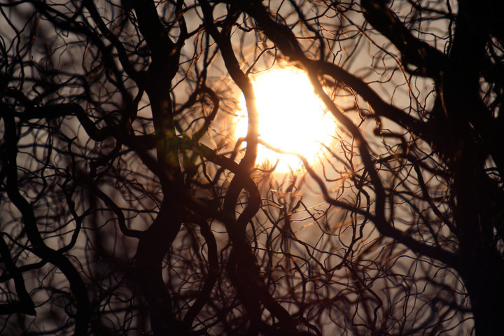 Sonnenuntergang aus Sicht eines Korkenzieherbaumes