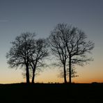 Sonnenuntergang "Bäume im Gegenlicht" oder...