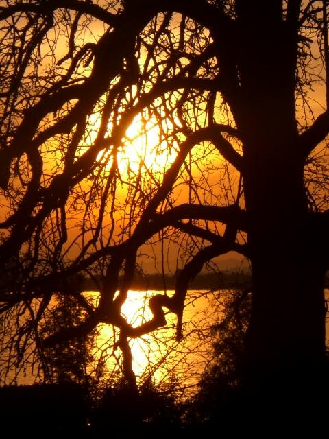 sonnenuntergang- baum