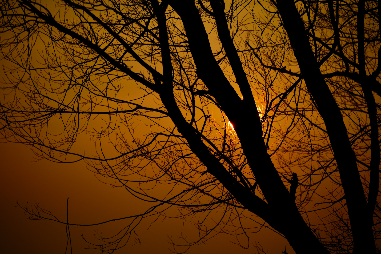 Sonnenuntergang Baum