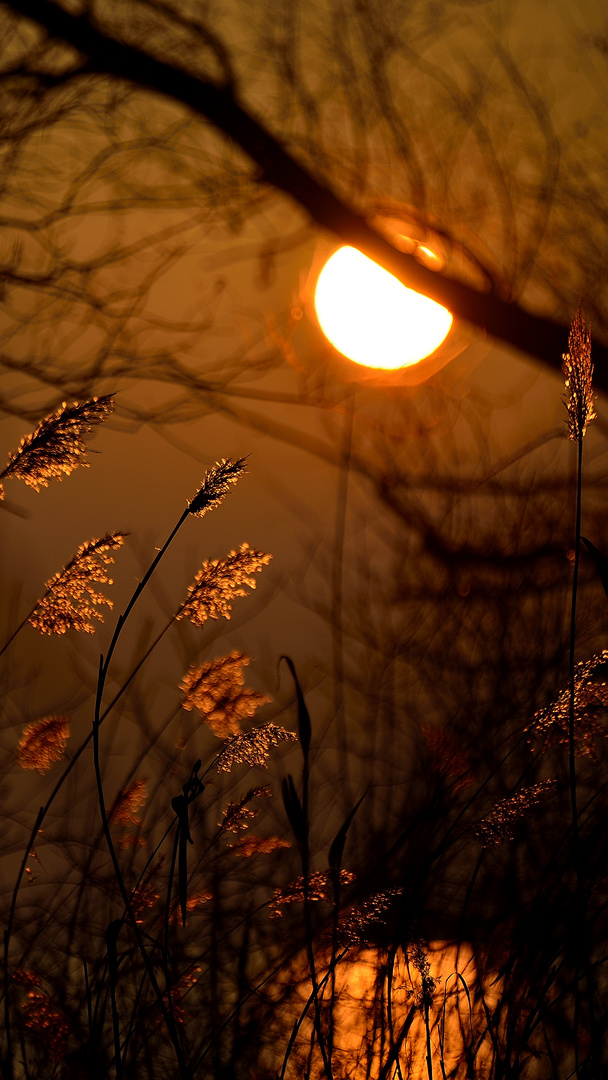 Sonnenuntergang Baum II