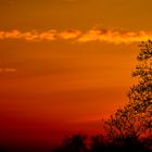 Sonnenuntergang Baum IV