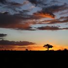 Sonnenuntergang - Baum mit Webervögel