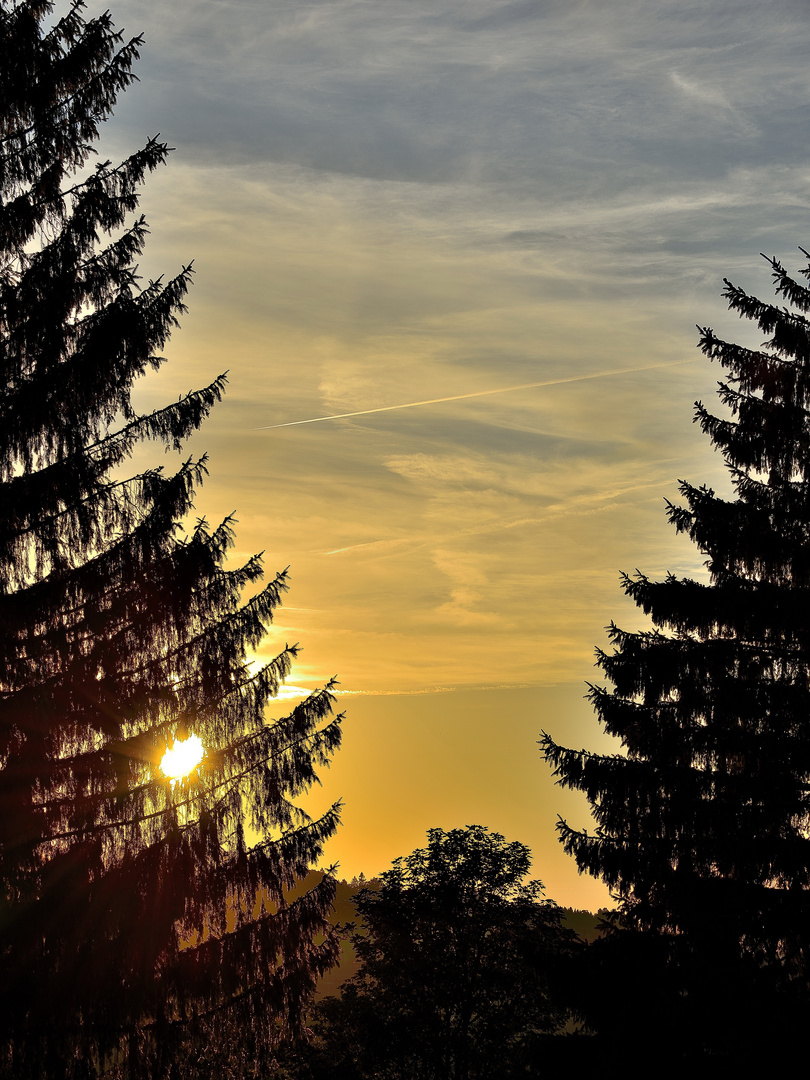 Sonnenuntergang Baum V