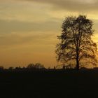 Sonnenuntergang bei Büchenau