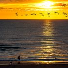 Sonnenuntergang bei Callantsoog - Flug der Wildenten